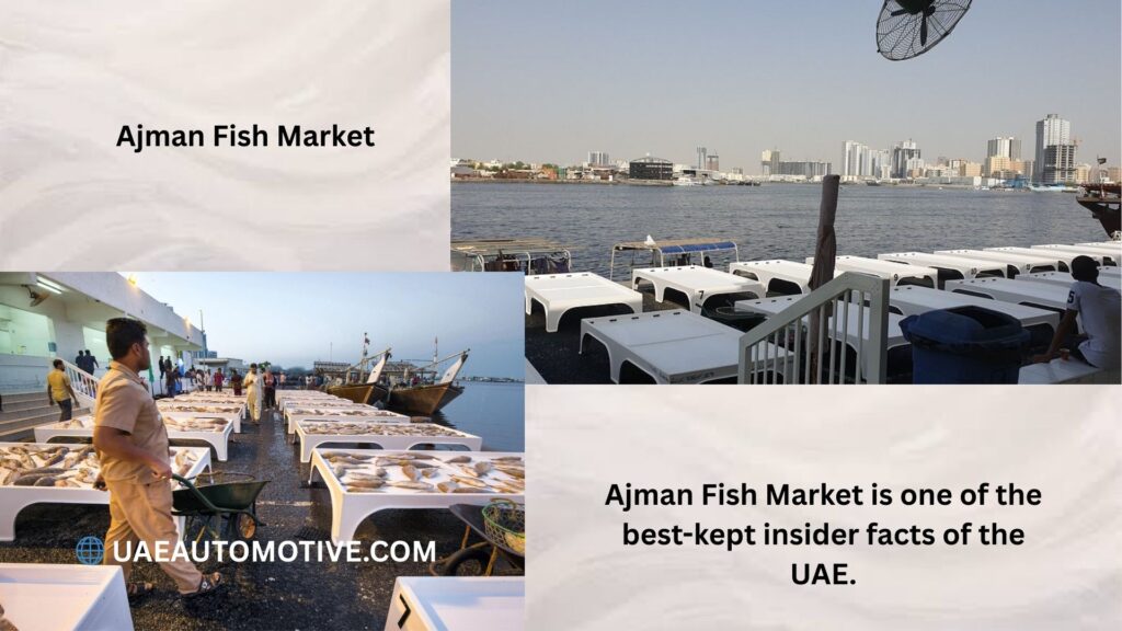 Ajman Fish Market: A Complete Guide to Dubai's Hidden Seafood Gem