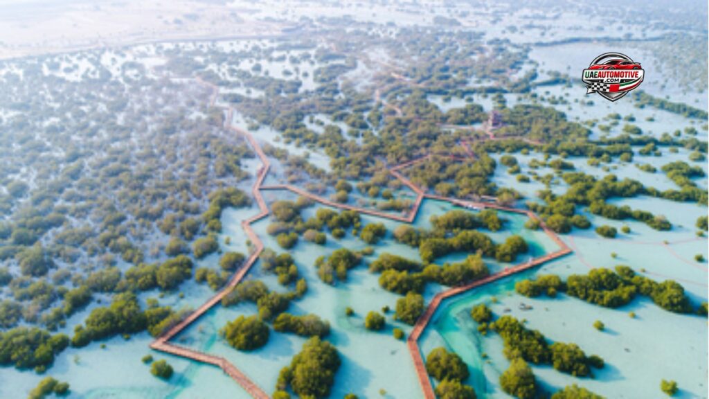 Jubail Mangrove Park: Nature Escape to Explore